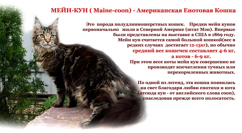 Порода Мейн Кун - Питомник кошек породы Мейн Кун Страна Гулливеров (Country  Gullivers)